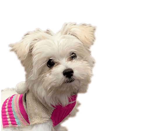 Harley, Emotional Support Puppy at Smile Care Valencia